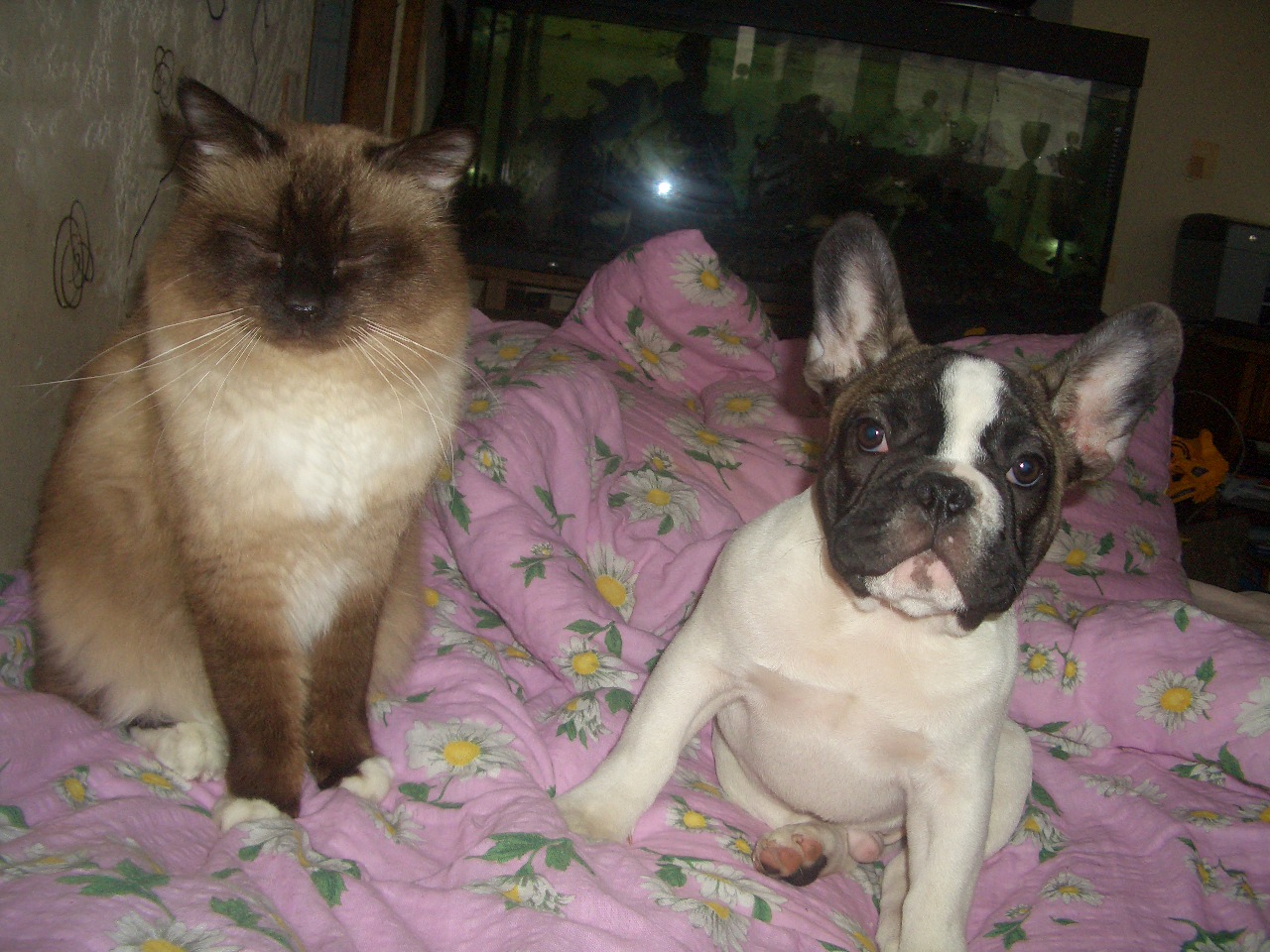 Keldonna Samotna Gwiazda*Pl