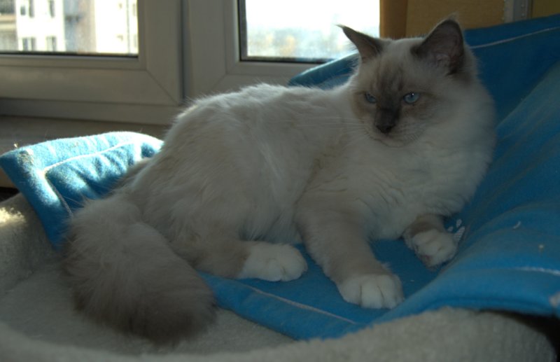 Odysseus von der Rosentenrrasse