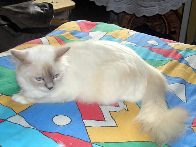 Keldonna Samotna Gwiazda*Pl