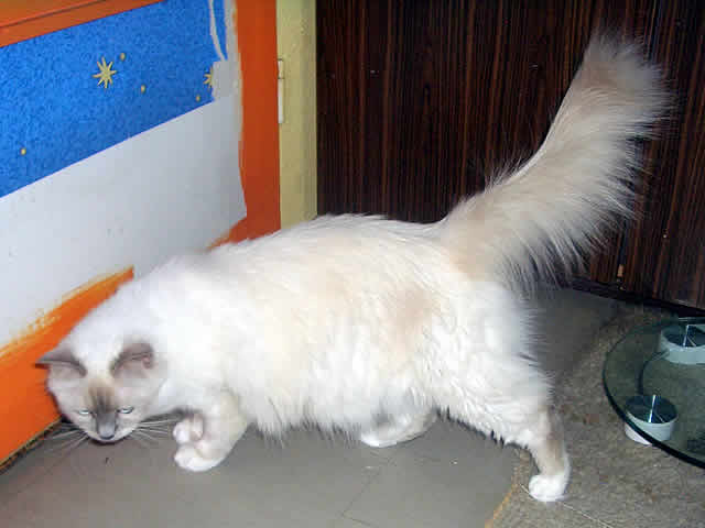 Keldonna Samotna Gwiazda*Pl