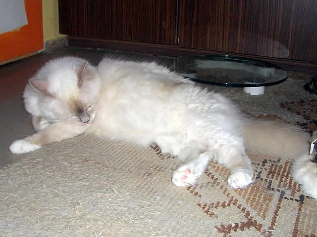 Keldonna Samotna Gwiazda*Pl