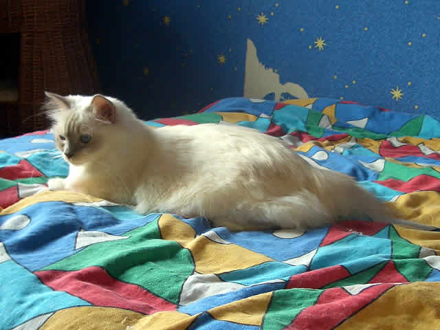 Keldonna Samotna Gwiazda*Pl