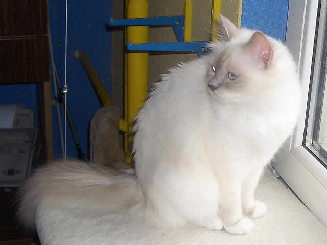 Keldonna Samotna Gwiazda*Pl